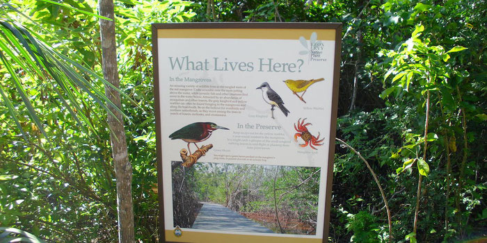 Leon Levy native plant preserve Bahamas