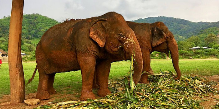 elephant buddies eating corn at elephant nature park