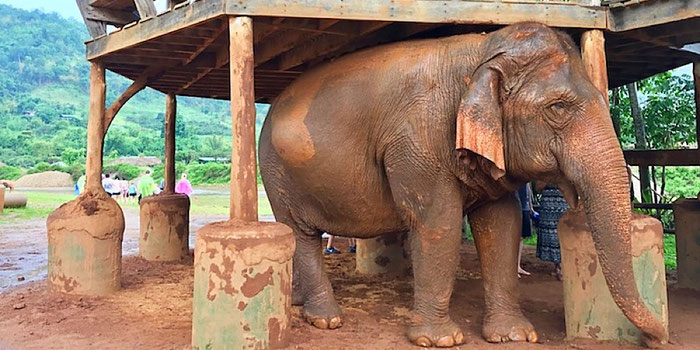 elephant in rain at elephant nature park