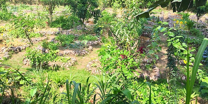 moksa permaculture garden in ubud bali