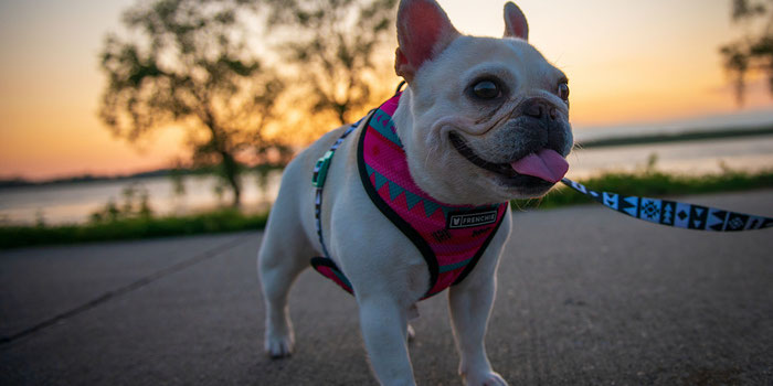 tips to get started petsitting