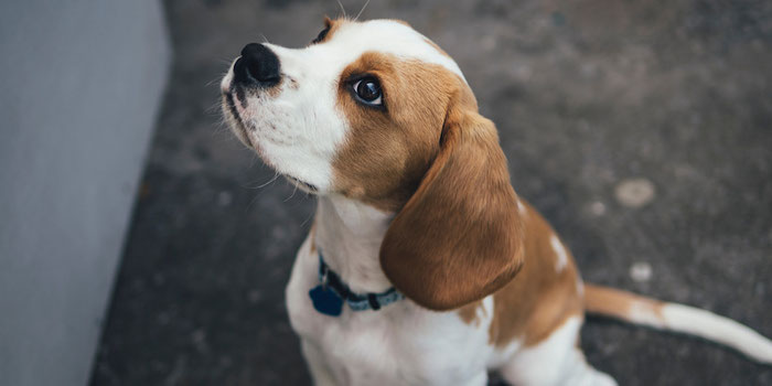Pet care