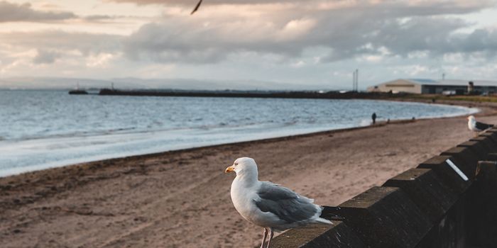 Ayr beach 