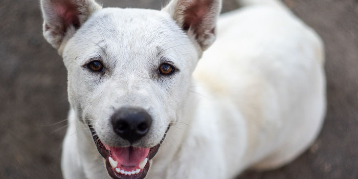 Help BAWA Save Dogs in Bali