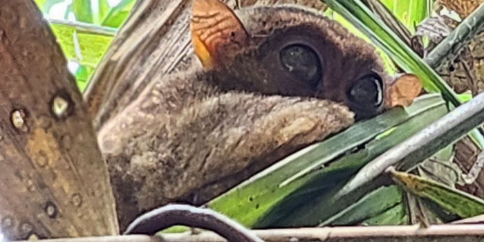 Tarsier in woods