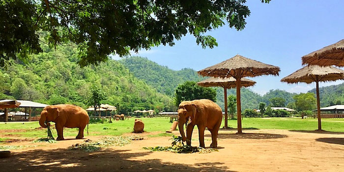 elephants at elephant nature park in thailand