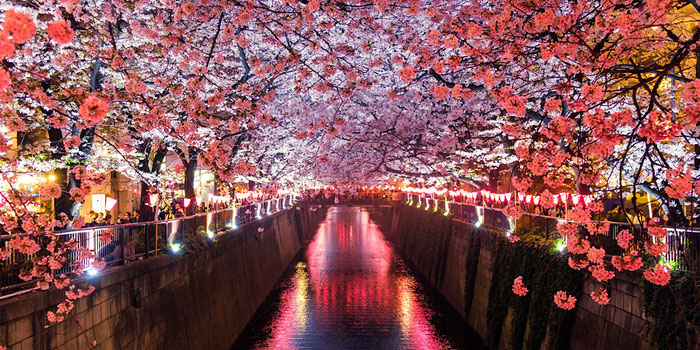 Cherry blossoms