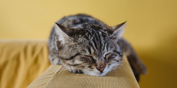 how to start housesitting and travel