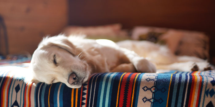 Peace of mind with a petsitter for your pet 