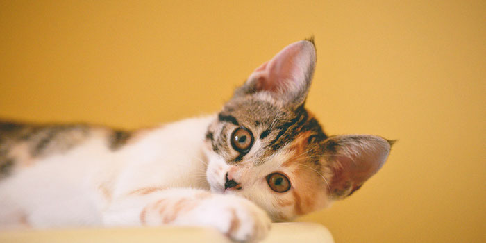 caring for pets