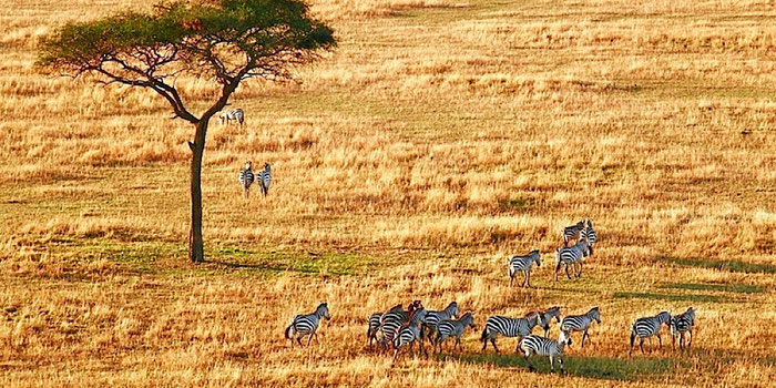 tanzania wildlife