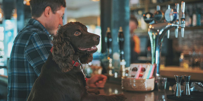 Dog in pub