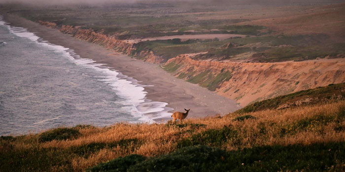 Point Reyes beach