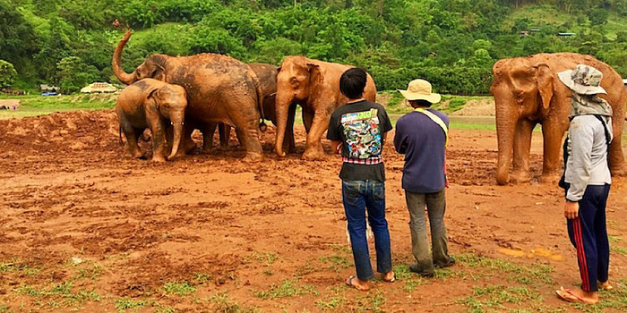 elephant herd at elephant nature park in thailand