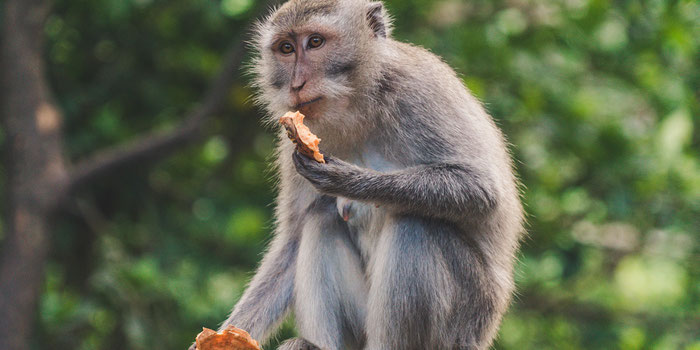 Visit Monkey Forest Ubud