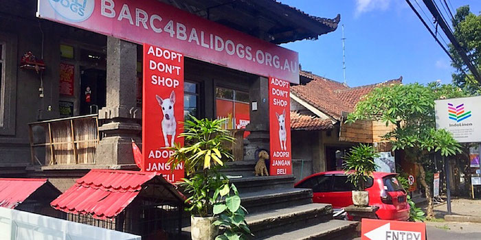 barc dog rescue ubud bali