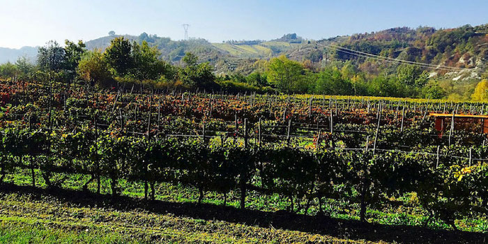 grape fields gavi italy