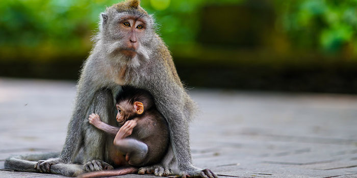 Ubud monkey forest 