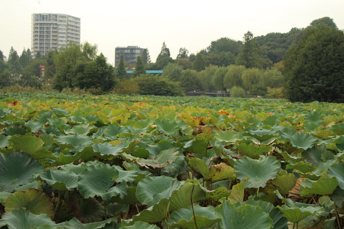 Ueno Park Tokyo Japan Travel with Baby Toddler