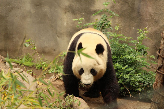 San Diego Zoo Pandas - Travel with baby & toddler