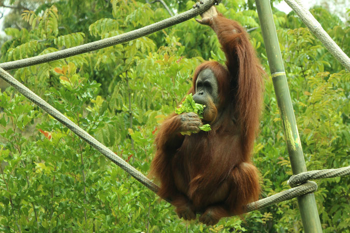 San Diego Zoo - Travel With a Baby