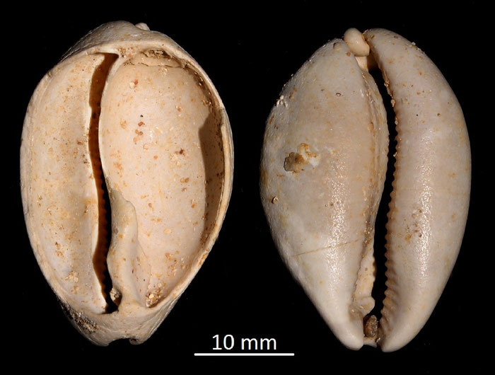 Cypraea leporina, Miocene dell'Aquitania