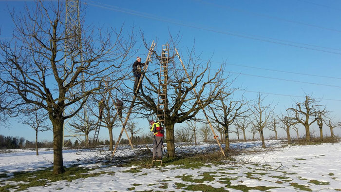Bild: Baumpflege im Winter