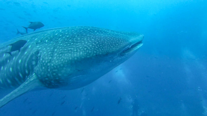 Galapagos Shark Diving