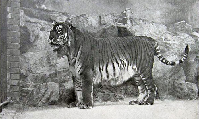 Berlin Zoo, 1899. Public Domain 