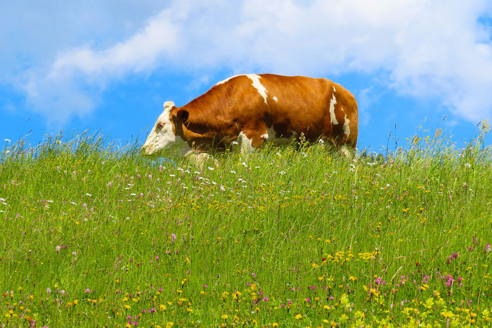 Eine Augenweide für Genießer: Milchkuh kriegt aromatische Kräuter und gibt die beste Milch des Jahres