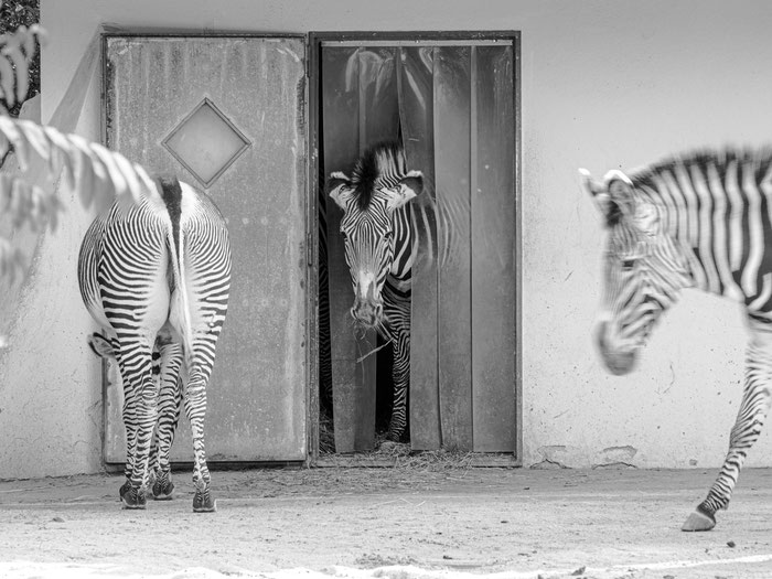 Diese Zebras scheinen sehr Zwiegestalten zu sein. Das Linke schient nichts von schnellen Lockerungen zu halten. Dem rechten geht es nicht schnell genug. Und das Zebra in der Mitte scheint zu denken: Abwarten und Heu fressen. 