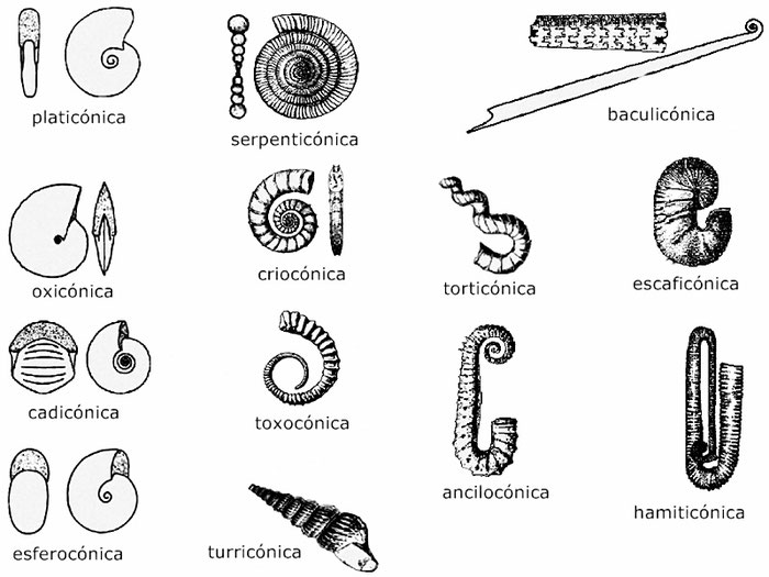 Tipos de concha en los ammonites