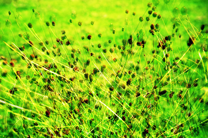 foto  reiner holthaus - hochsommer