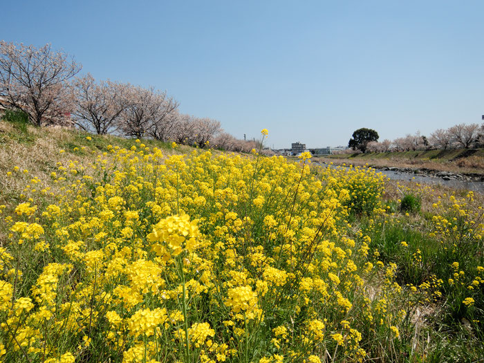 撮影：2017年3月29日