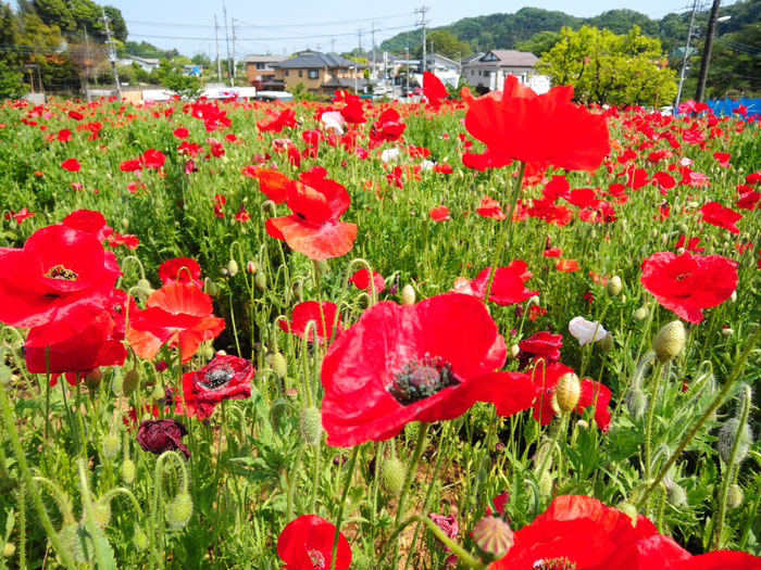 撮影：2016年5月1日