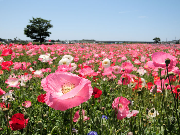 撮影：2015年5月30日