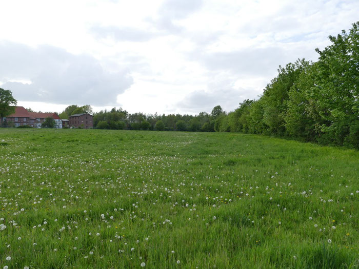 Weide mit Blick in Richtung der Bundesstraße B444 und der Ilseder Mühle