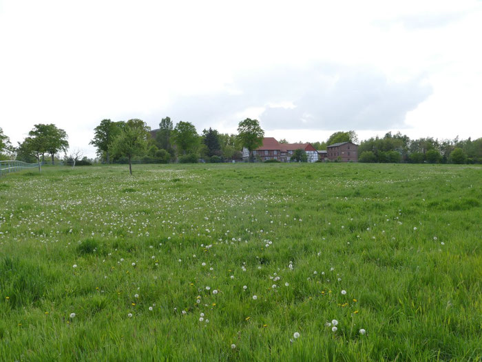 Weide mit Blick in Richtung der Bundesstraße B444 und der Ilseder Mühle