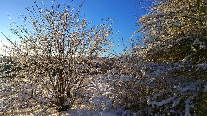 Mit Schnee bedeckte Landschaft