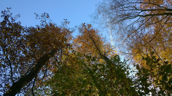 Baumkronen im Himmelblau