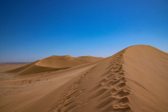 Düne 7 in der Namib-Wüste