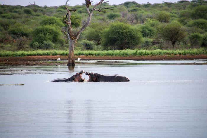 Game Reserve