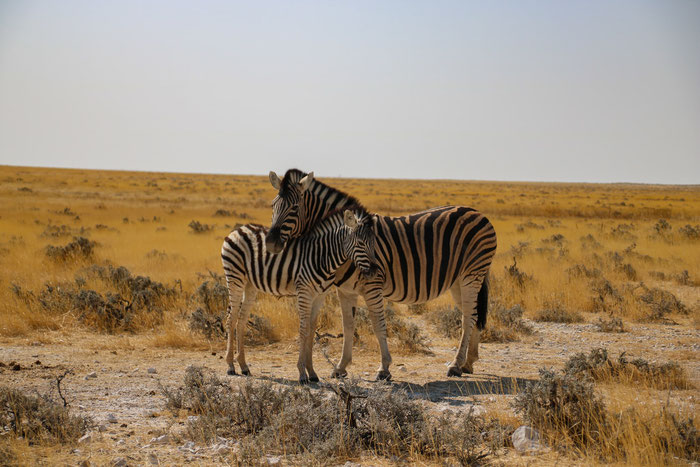 Zebras im Etosha