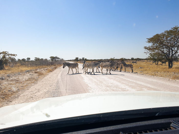 Zebras