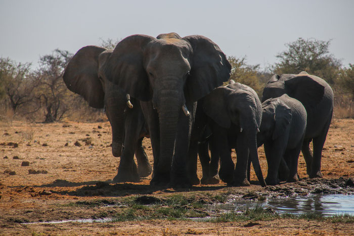 Elefanten im Etosha Nationalpark 