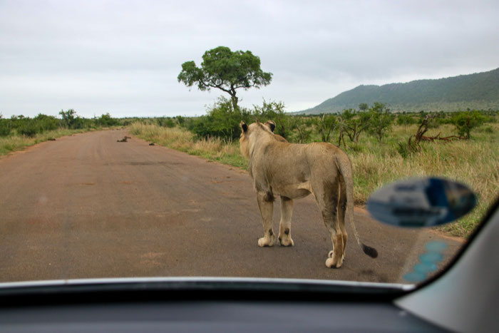 Safari mit dem eigenen Mietwagen