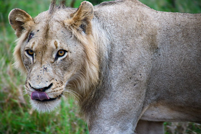 Addo Elephant Nationalpark
