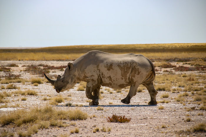 Nashorn