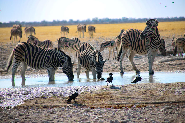 Zebras am Wasserloch