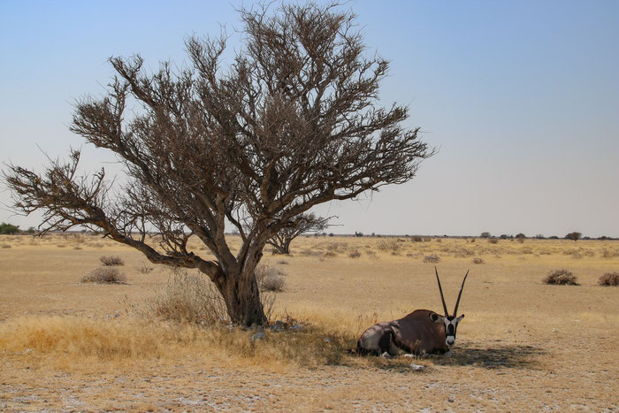 Oryx im Nationalpark